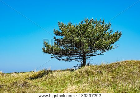 Tree on the Baltic Sea coast in Prerow Germany.