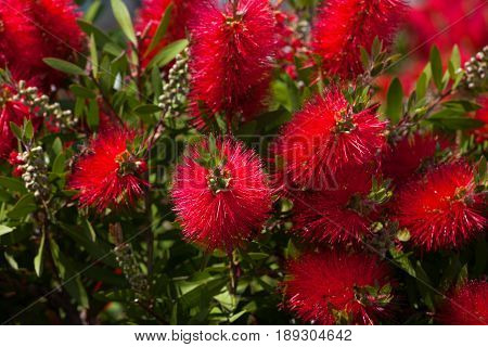 Blossoming Flowers Of Callistemon