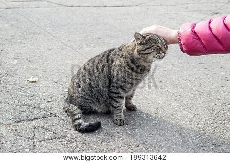 Female hand closeup petting homeless cat that sits on the asphalt street.
