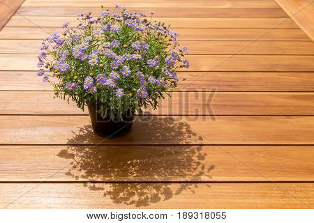 Brachyscome Flowers With Purple Extensions And Yellow Center In A Dark Pot Isolated On A Wooden Tabl