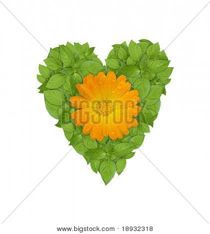 green plant heart with yellow flower