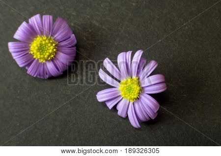 Macro Image Of Two Brachyscome Purple And Yellow Flowers On Black Background