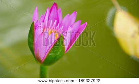Pink and yellow water lily, wilting, topview
Top view shot of a wilting pink and yellow water lily in green background