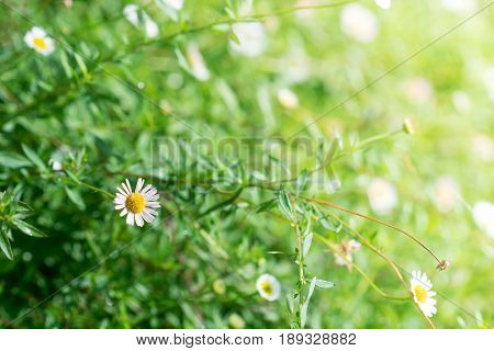 Many White Daisies, Several Bird's-eye Speedwell Also Visible