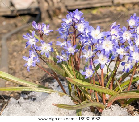 Beautiful Fresh Blue Spring Flowers
