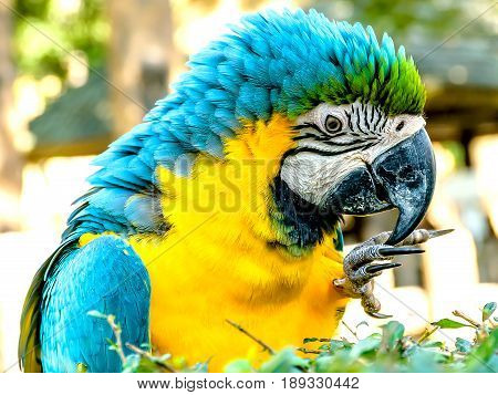 Macaw Parrot.Macaw parrot with yellow and blue feathers.