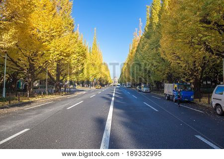 TOKYO JAPAN - NOVEMBER 21 2014 Icho Namiki Street at Tokyo The street nearby Meiji Jingu Gaien that has beautiful Ginkgo along length of the street in autumn is famous place and popular for tourist