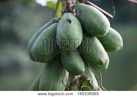 Tropical papaya fruit grows on a tree Singapore southeast Asia
