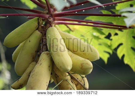 Tropical papaya fruit grows on a tree Singapore southeast Asia