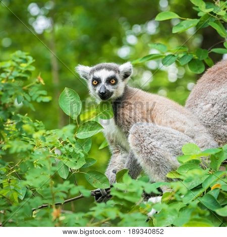 Portrait of an young lemur katta on a tree