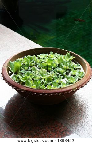 Tabella balinese