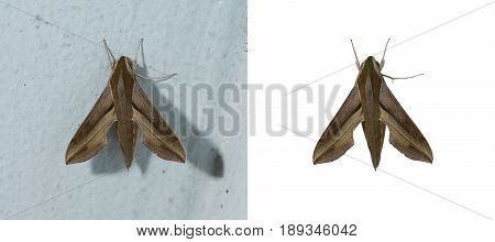 Hawk moth top view. Tropical moth closeup.