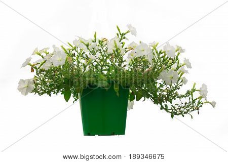 Flower on pot isolated on white background