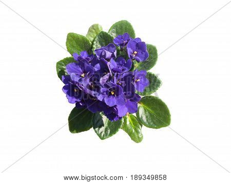 Potted Saintpaulia top view isolated on white background