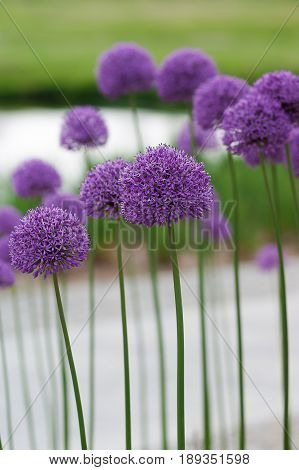 Purple garlic on the beautiful green background