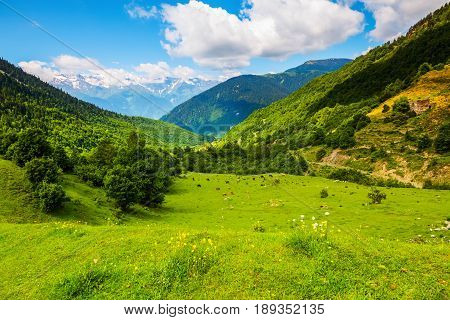 Among the high steep mountains covered with trees and snow on the lawn with flowers graze cows. Upper Svaneti Georgia Europe.