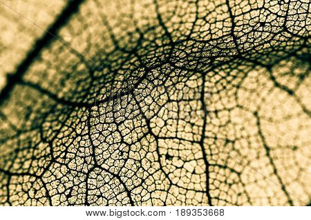 Texture of the leaf, close-up / macro photography