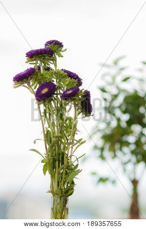 Purple Asters In A Vase On A Windowsill