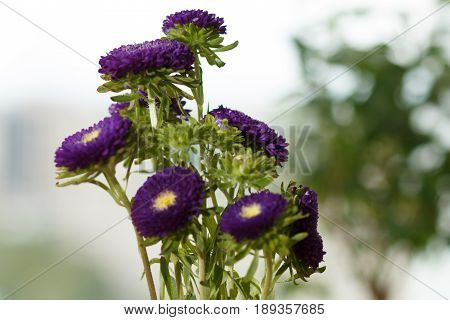 Purple Asters In A Vase On A Windowsill