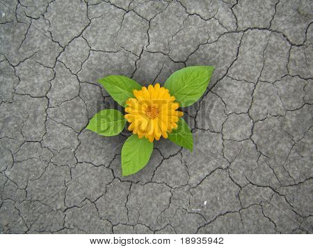 Gul blomst i droughty jorden