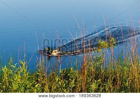 Quacking about his recent loud landing in the pond