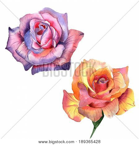 Wildflower rose flower in a watercolor style isolated. Full name of the plant: rose, hulthemia, rosa. Aquarelle wild flower for background, texture, wrapper pattern, frame or border.