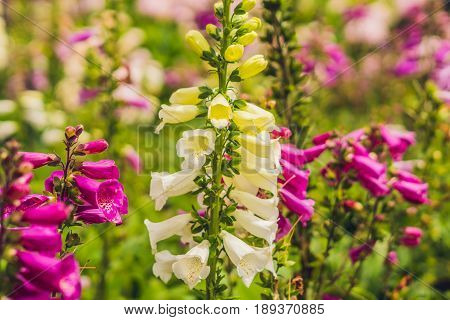 Campanula Glomerata, Known By The Common Names Clustered Bellflower Or Dane's Blood