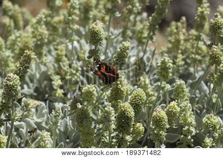 Flora Of Gran Canaria - Sideritis Dasygnaphala