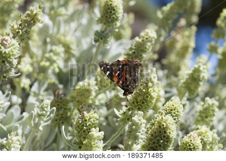 Flora Of Gran Canaria - Sideritis Dasygnaphala