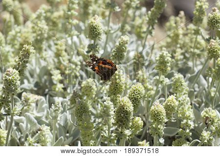 Flora Of Gran Canaria - Sideritis Dasygnaphala