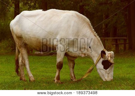 Cow Grazing On A Meadow