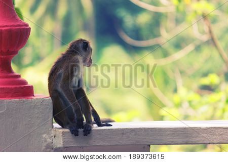 A Macaque Sits At Sunset