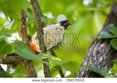 Image of bird on a branch on nature background. Animal. (Perched Red-vented Bulbul Pycnonotus cafer)
