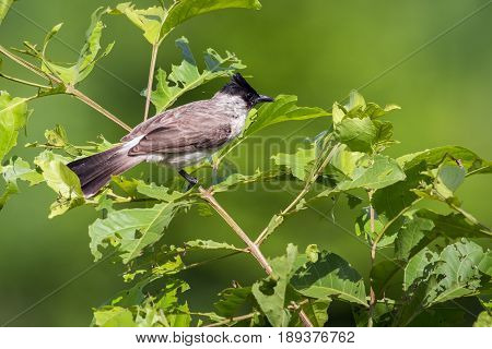 Image of bird on a branch on nature background. Animal. (Perched Red-vented Bulbul Pycnonotus cafer)