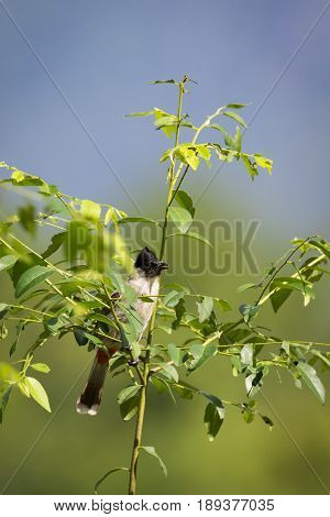 Image of bird on a branch on nature background. Animal. (Perched Red-vented Bulbul Pycnonotus cafer)