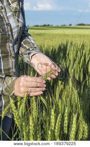 Female hand in barley field farmer examining plants agricultural concept. Selective focus.