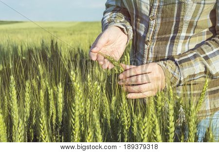 Female hand in barley field farmer examining plants agricultural concept. Selective focus.