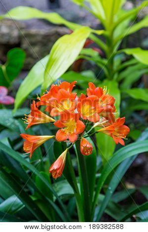 Beautiful colorful blooming orchids in a lush garden