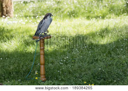 Single Lanner falcon perched on wooden trespole