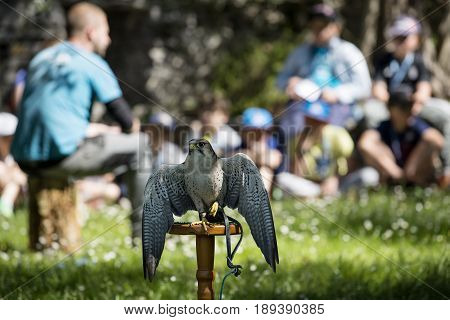 Varenna Italy - May 9 2017: Lake Como Young Students at Lesson on Falcons in Castle of Vezio