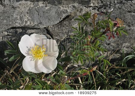 Burnet Rose Rosa pimpinellifolia