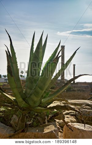 Cactus agave in Carthage in the ruins of the old town, Tunisia in sunny day, Africa