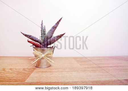 A small Cactus in a pot with a bow around it