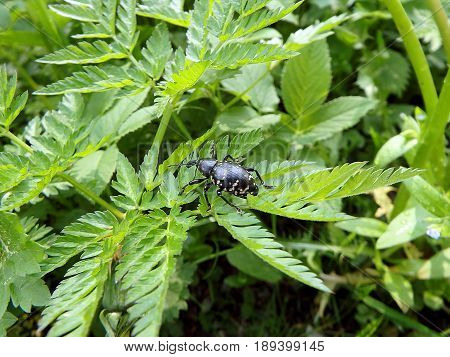 Snout beetle on a green leaf , (Liparus glabrirostris)
