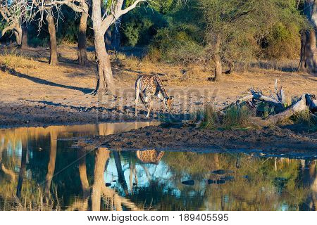 Giraffe Drinking From Waterhole At Sunset. Wildlife Safari In The Mapungubwe National Park, South Af