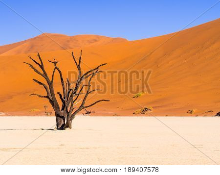 Dead Camelthorn (Acacia erioloba) Trees in Dead Vlei Namib-Naukluft National Park Namibia