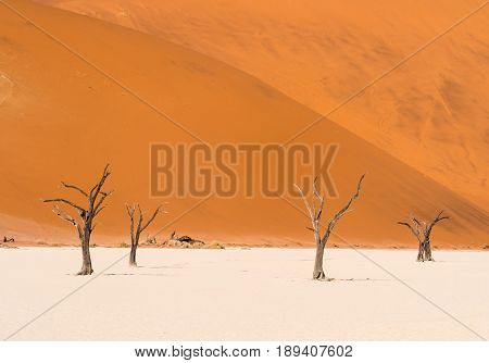Dead Camelthorn (Acacia erioloba) Trees in Dead Vlei Namib-Naukluft National Park Namibia