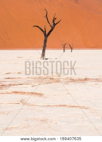Dead Camelthorn (Acacia erioloba) Trees in Dead Vlei Namib-Naukluft National Park Namibia
