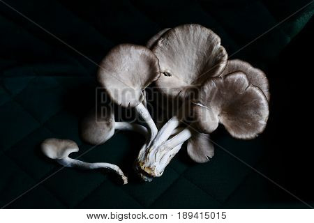fresh oyster mushrooms in the dark background