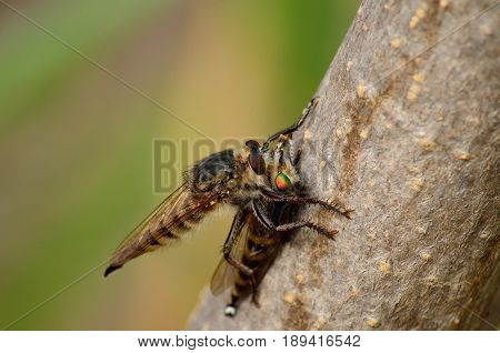 Large robber fly nailing its stinger on another robber fly